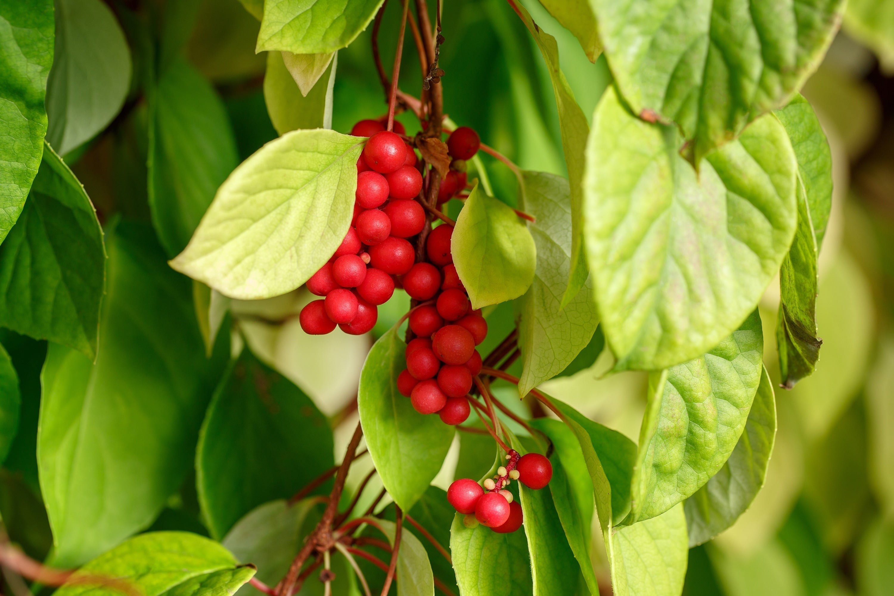 Schisandra Chinensis